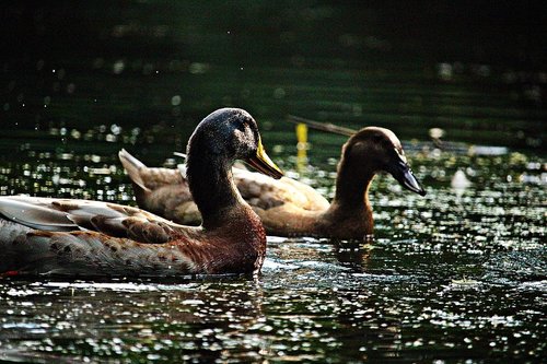 bird  running duck  duck