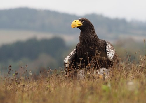 bird  animal  eagle eastern