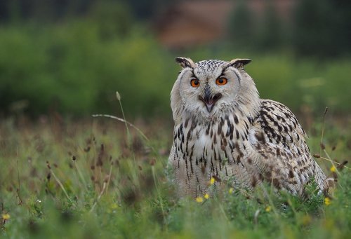 bird  animal  owl siberian