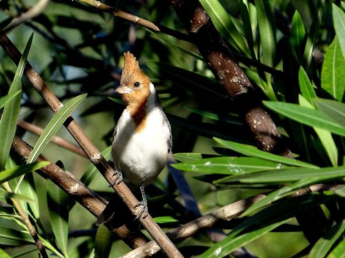 bird  cardinal  green