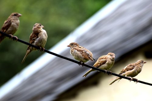 bird  sparrow  nature