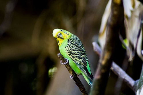 bird  budgie  nature