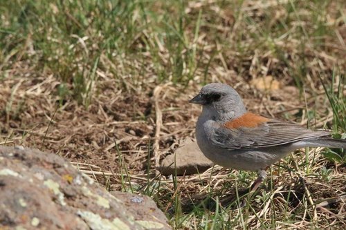 bird  nature  grass