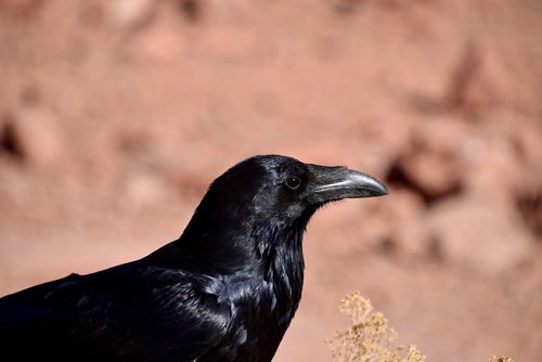 bird  black  black bird