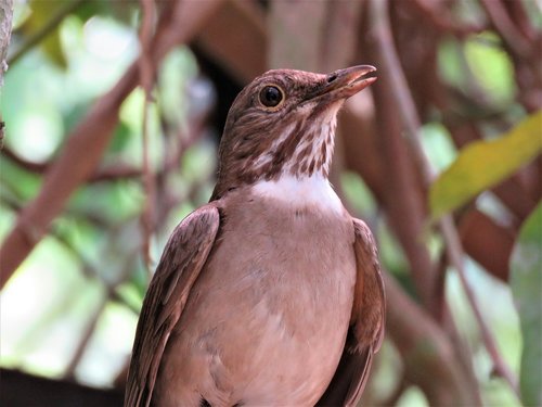 bird  nature  fauna