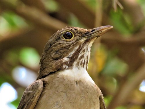 bird  nature  fauna