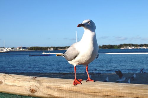 bird  sea  white bird