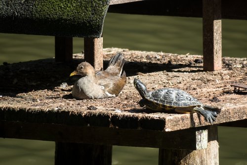 bird  water turtle  turtle