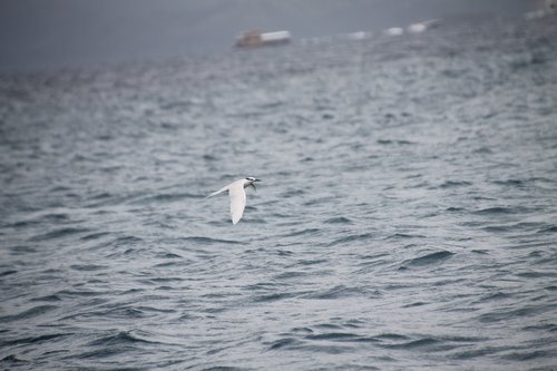 bird  kingfisher  ocean