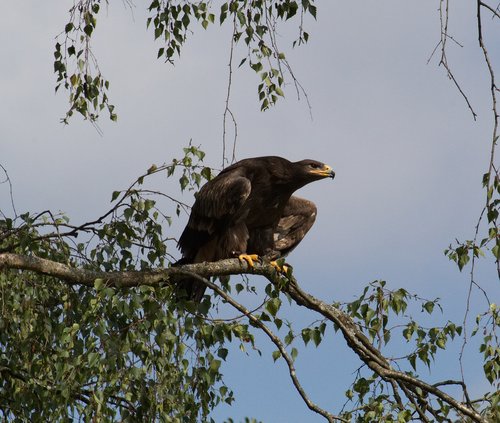 bird  predator  nature