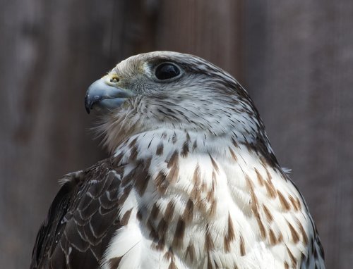 bird  falcon  nature