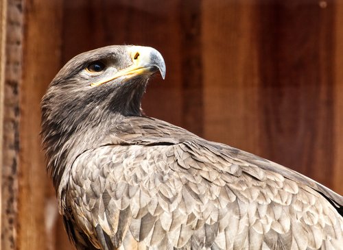 bird  falcon  nature