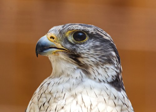 bird  falcon  nature