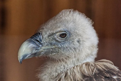 bird  vulture  nature