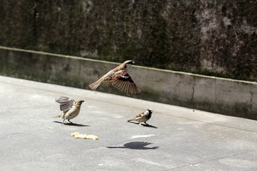 bird  flight  sparrows