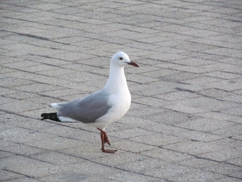 bird  seagull  paving