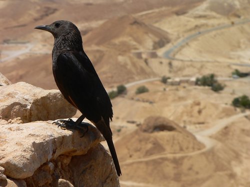 bird  masada  israel