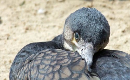 bird cormorant phalacrocorax carbo