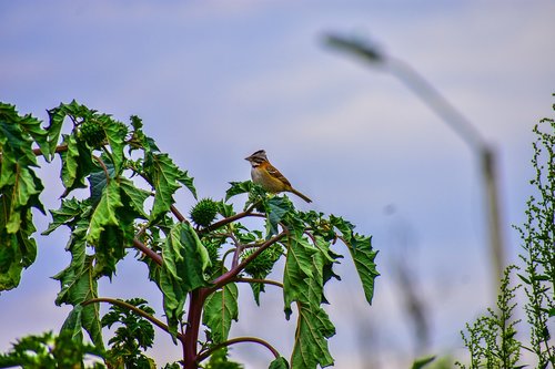 bird  ave  nature