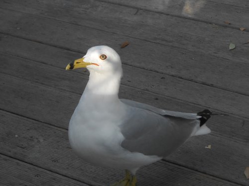 bird  animal  wings