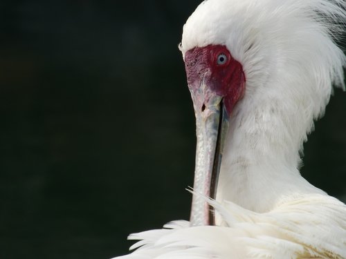 bird  zoo  pretty