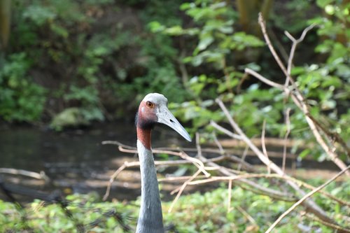 bird  zoo  beak