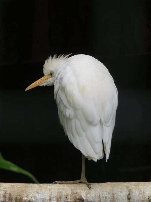 bird  white  animal