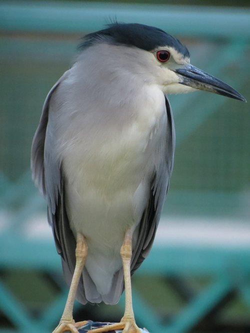 bird  white  blue