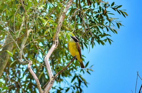 bird  tree  nature