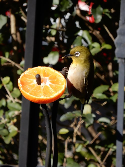 bird  orange  japan