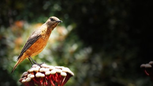 bird  curious  orange