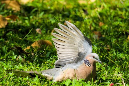 bird  feather  wings