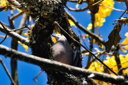 bird  tree  nature