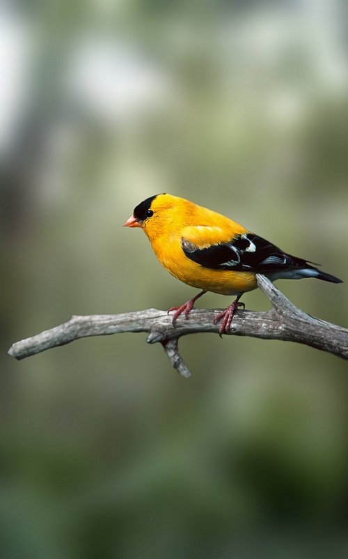 bird  bulbul  tree