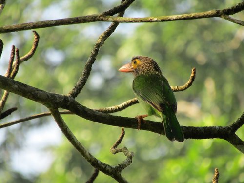 bird  wildlife  animal