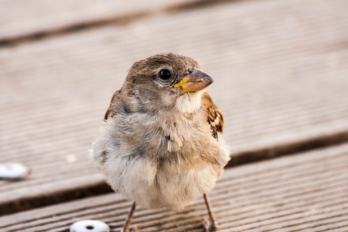 bird  portrait  nature