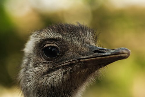 bird  emu  portrait