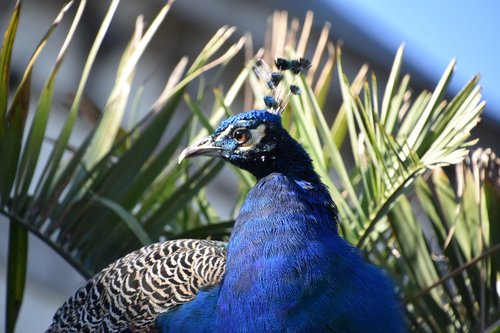 bird  blue  nature