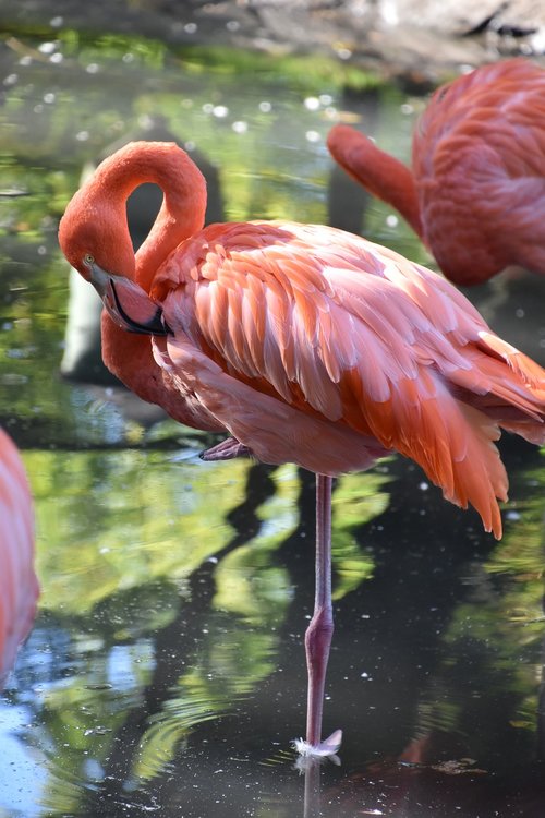 bird  pink flamingo  nature