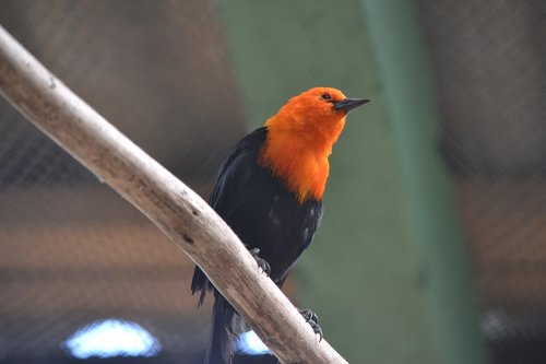 bird  uruguay  latin america