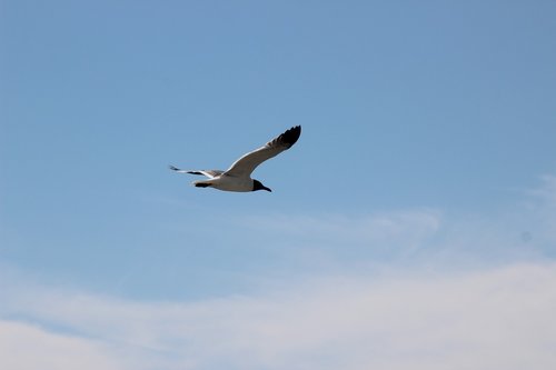 bird  sea gull  b