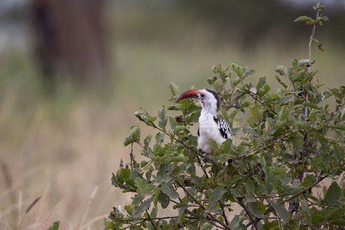 bird  large beak  tanzania