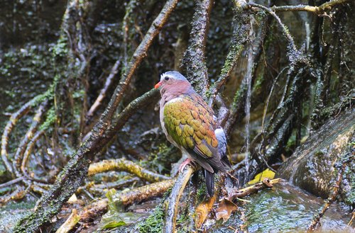 bird  rainforest  wet