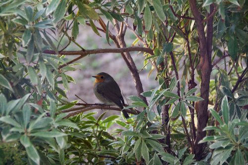 bird  robin  bush