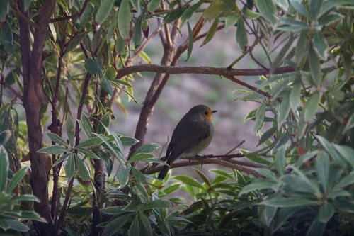 bird  robin  bush
