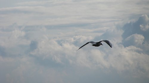 bird  sky  flight