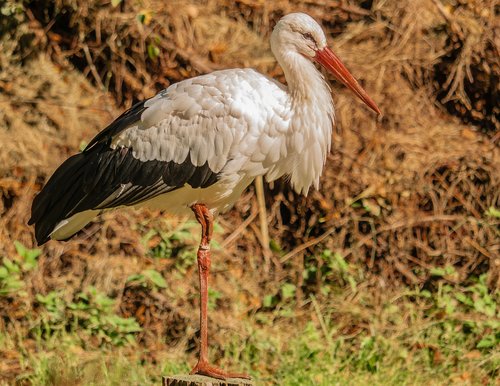bird  stork  plumage
