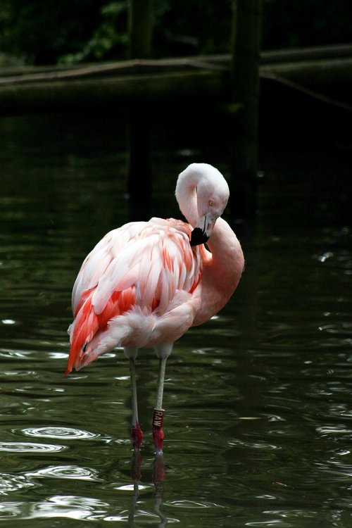bird  zoo  flamingo