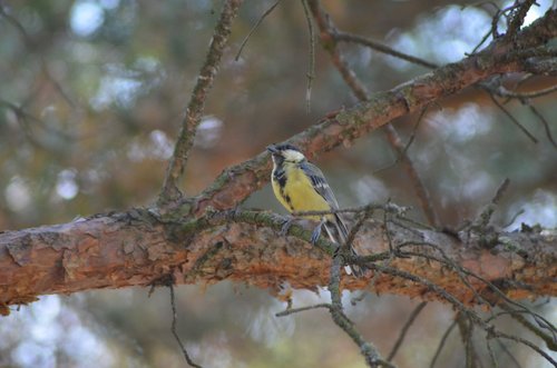 bird  tit  coal