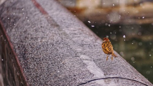 bird  animal  snow